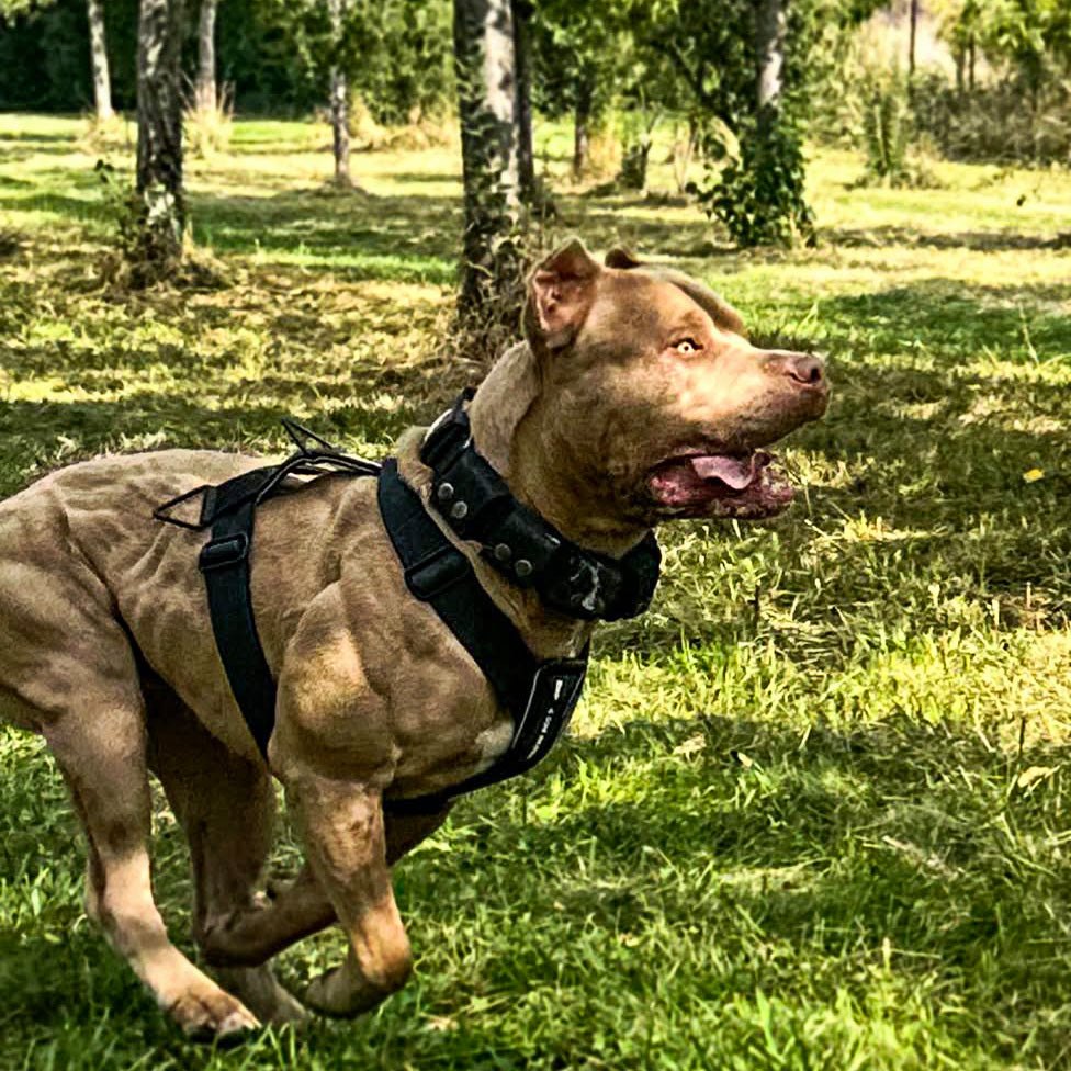 Basic Harness