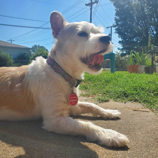 Pet ID Tag