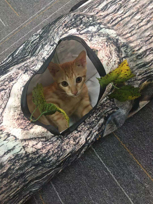 Cat Toy