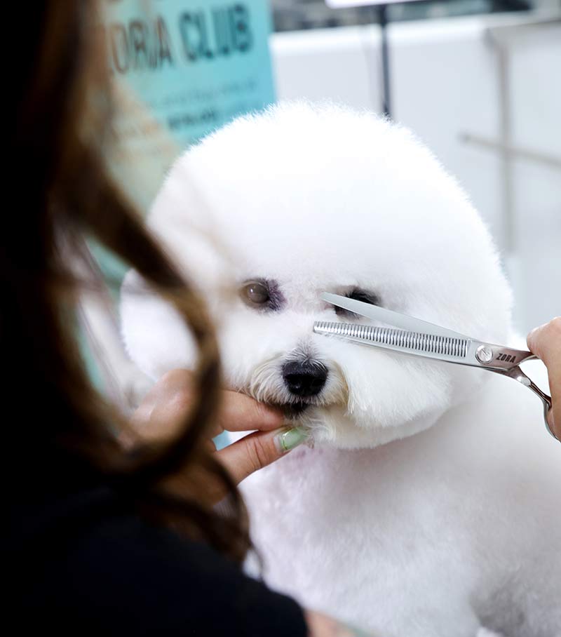 Pet Grooming Shear