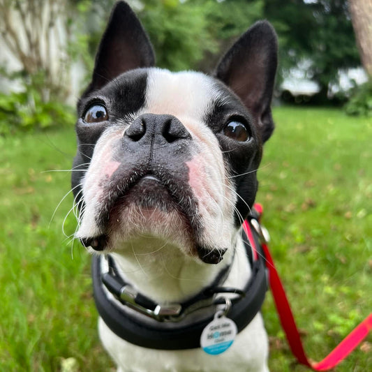 Pet ID Tag