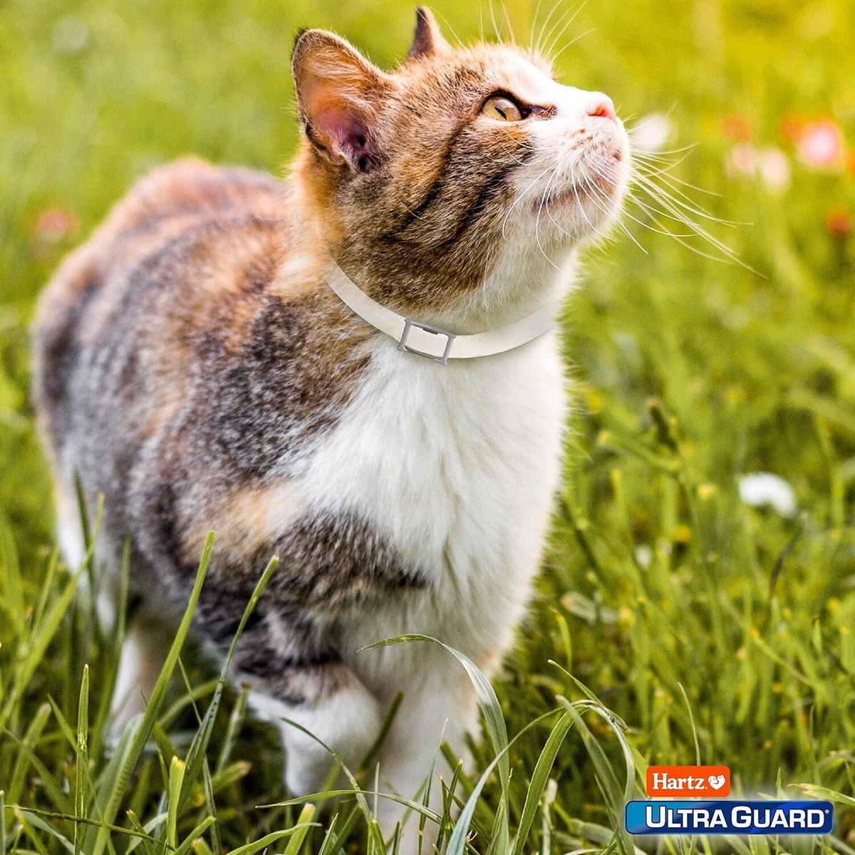 Flea & Tick Collar