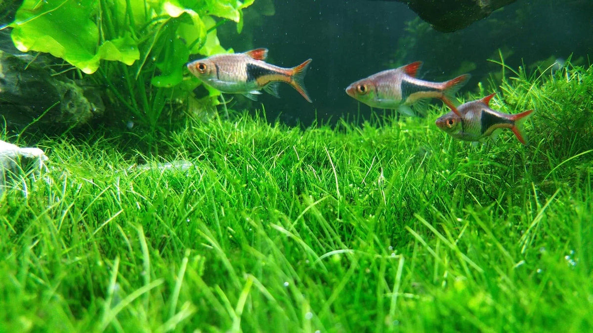 Aquarium Water Grass Seeds