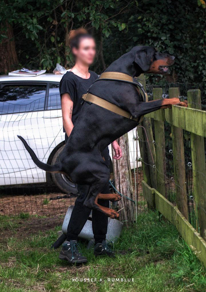 Heavy Duty Harness
