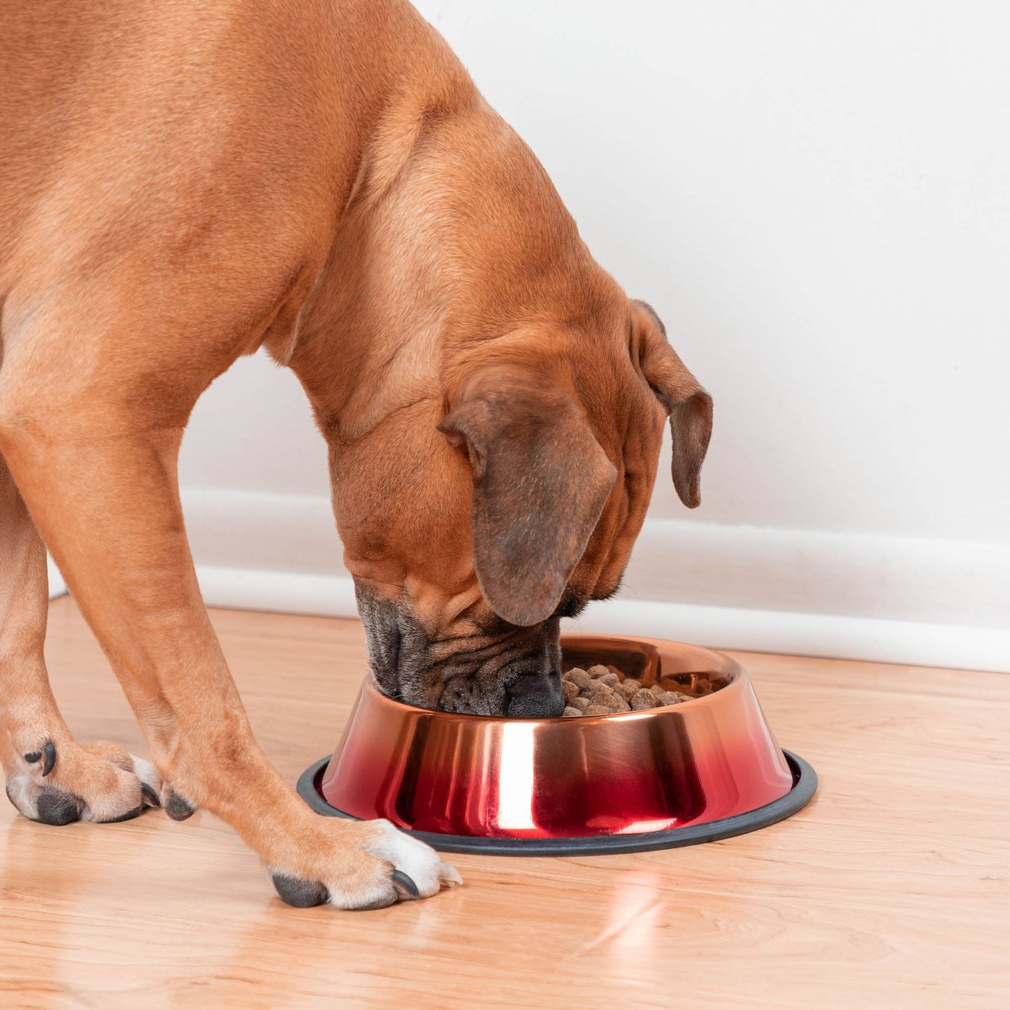 Copper Pet Dish