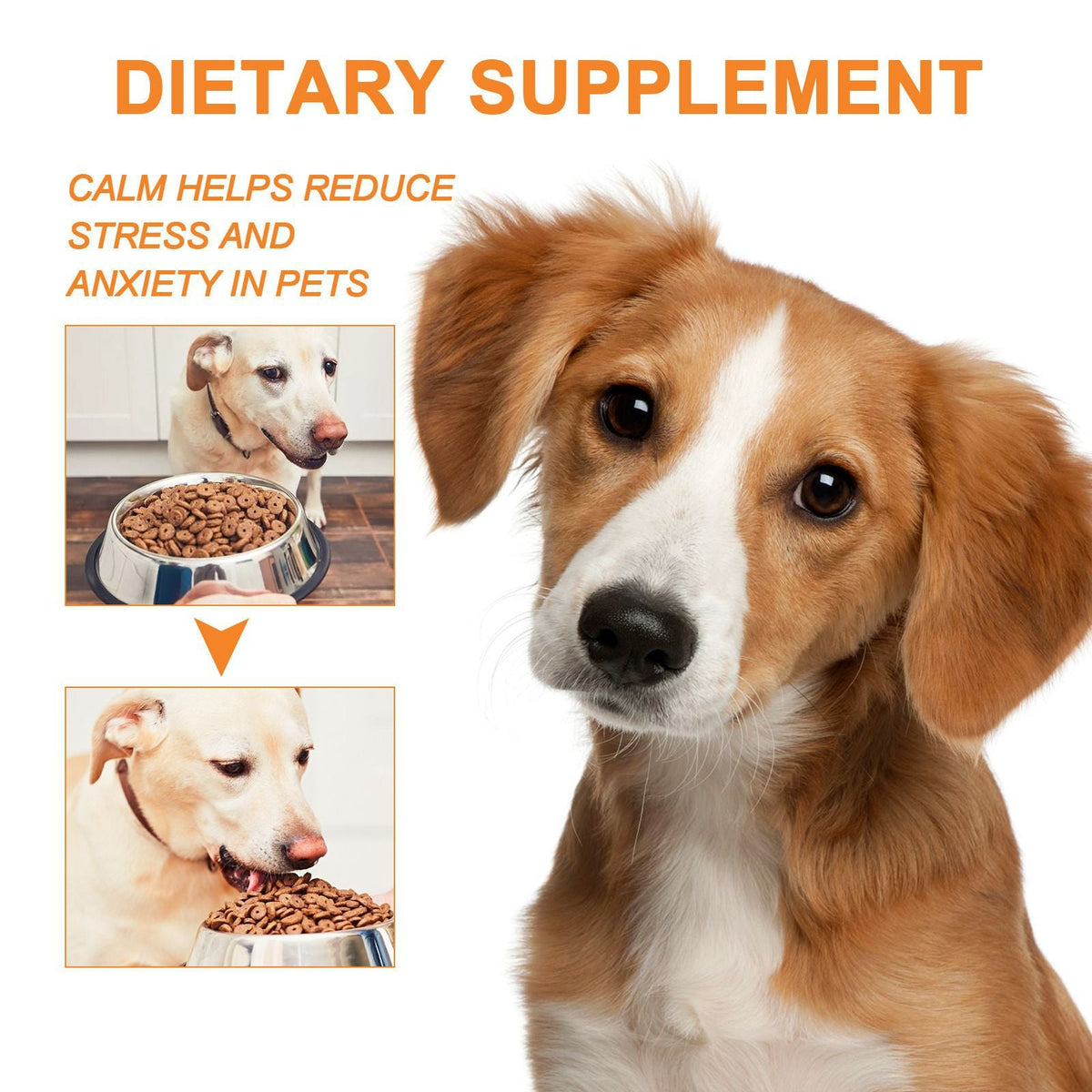Cat And Dog Diet Care