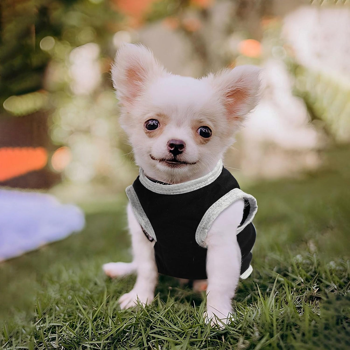 Small Dog Shirts