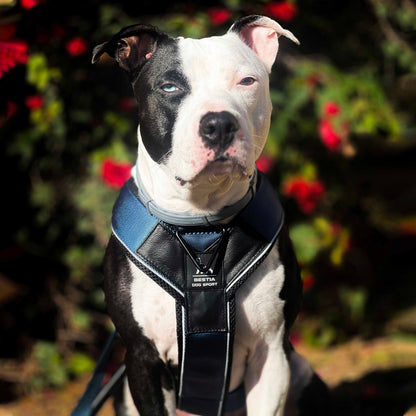Heavy Duty Harness