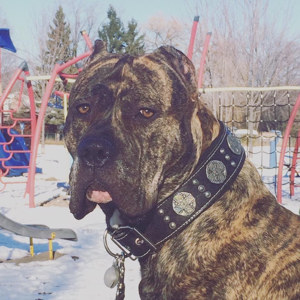 Big Dog Set