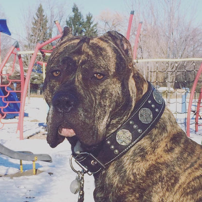 Big Dog Set