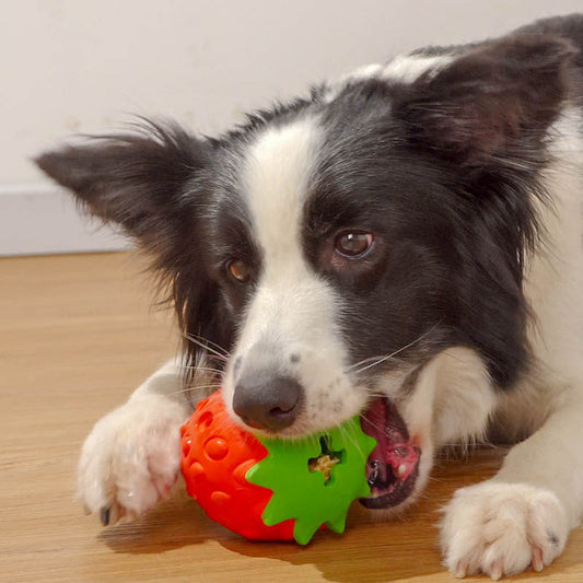 Pet Dog Ball