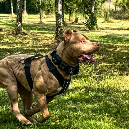 Basic Harness