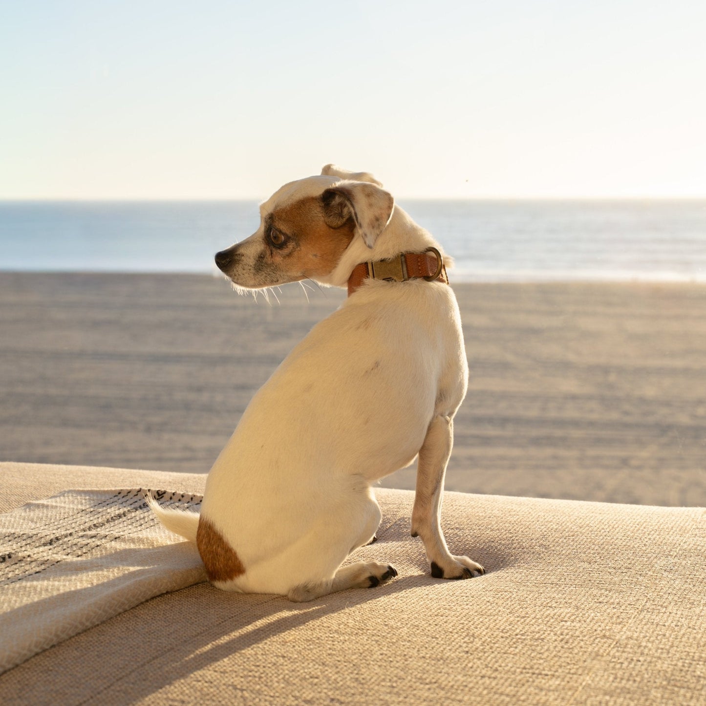 Hemp Cotton Dog Collar