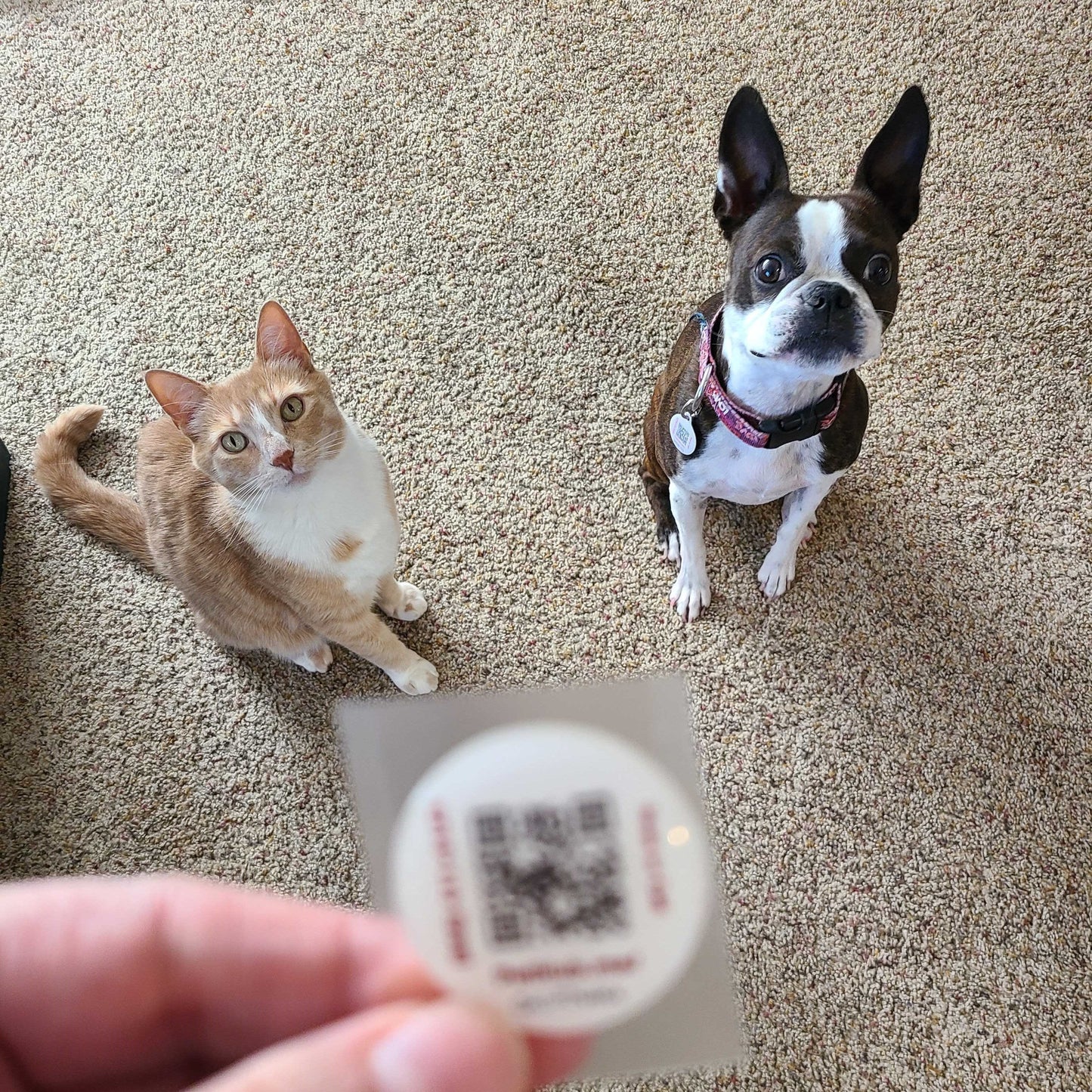 QR Pet ID Sticker