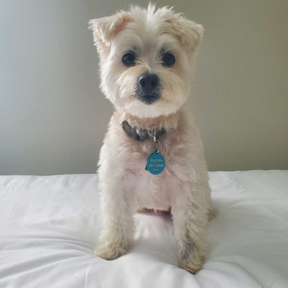 Pet ID Tag