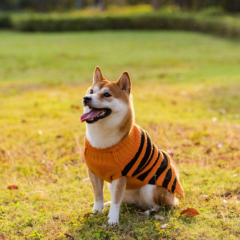 Halloween Pet Costume