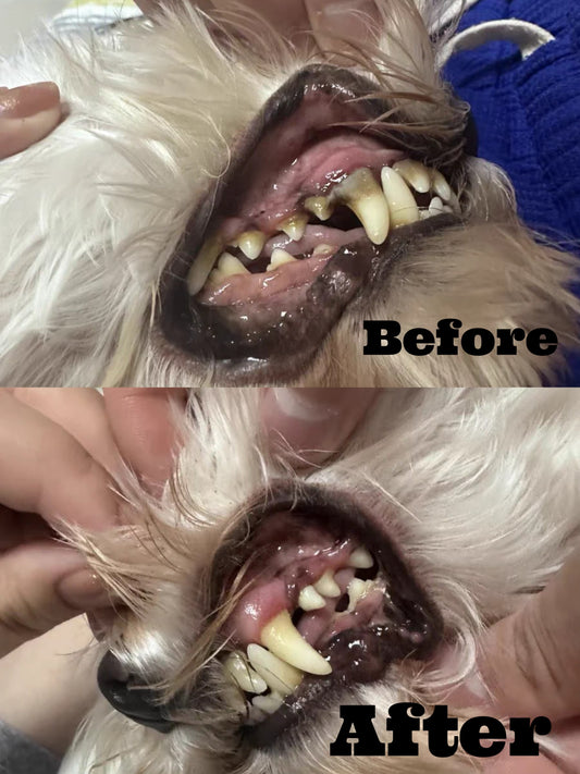 Pet Dental Cleaning Kit