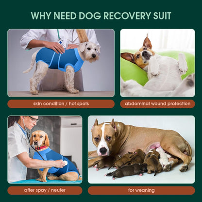 Female Dog Recovery Suit — Post-Spay & Surgery Coverage, Soft & Breathable (XS–2XL)