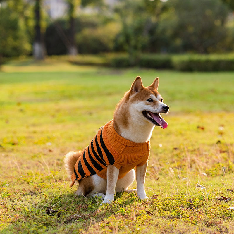 Halloween Pet Costume