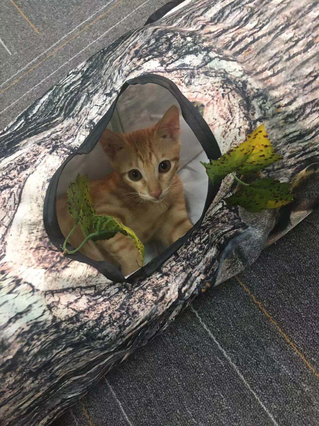 Cat Toy