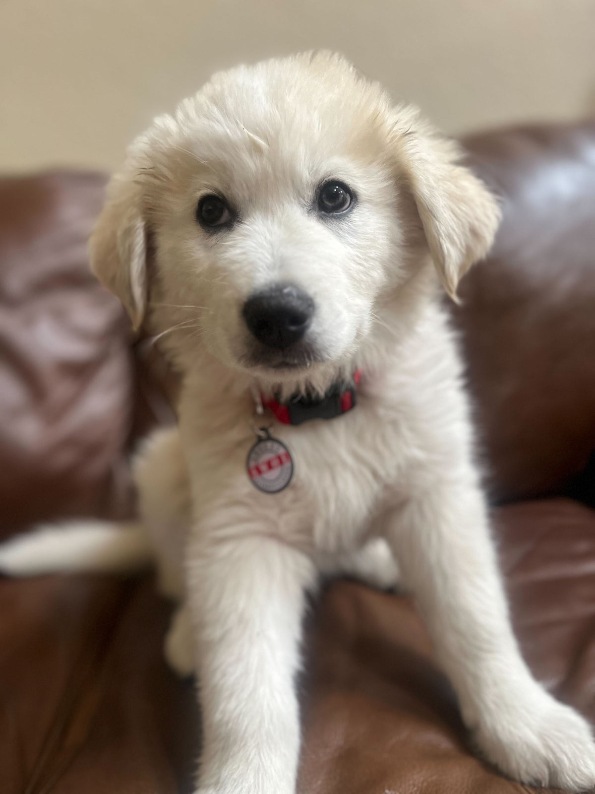Pet ID Tag