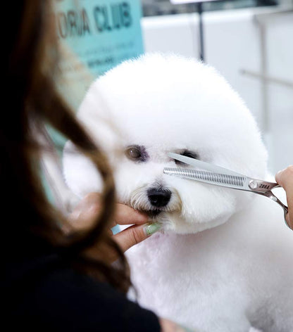Pet Grooming Shear