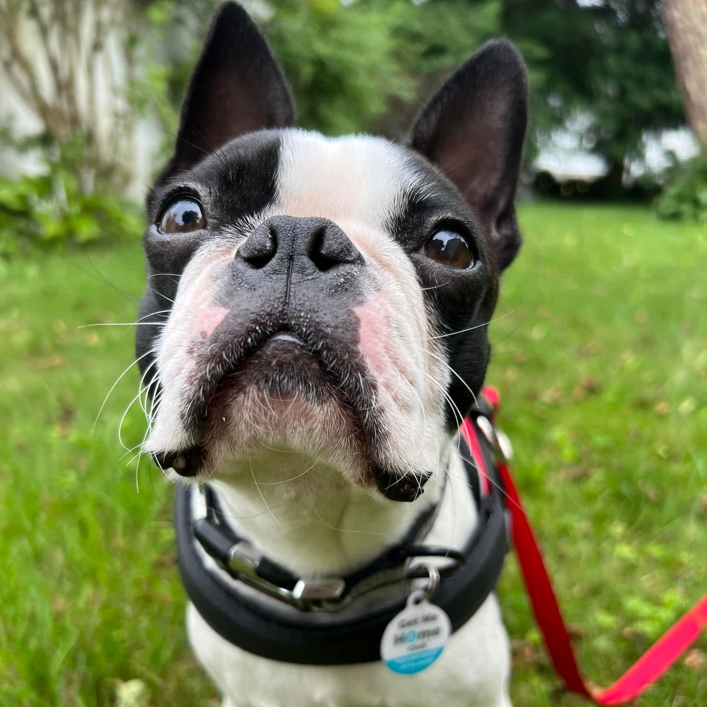 Pet ID Tag