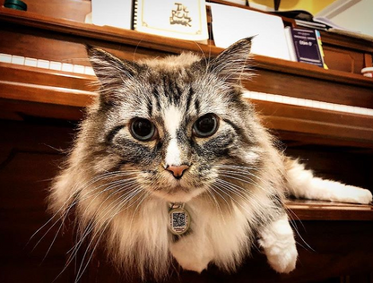 Pet ID Tag