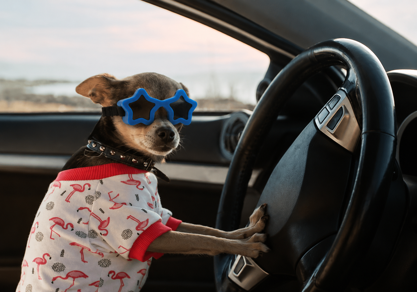 Star-Shaped Pet Sunglasses