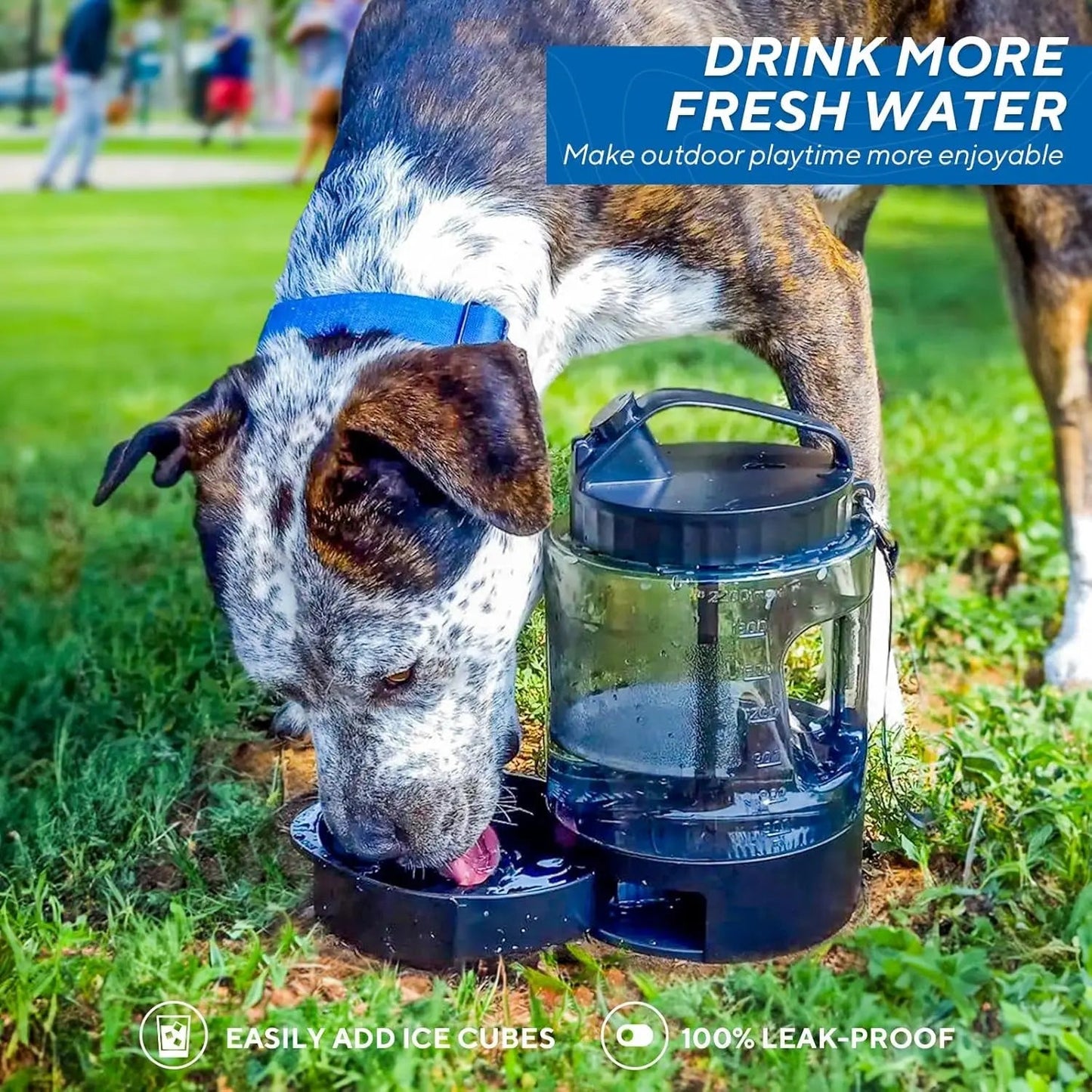 Portable Travel Water Bottle