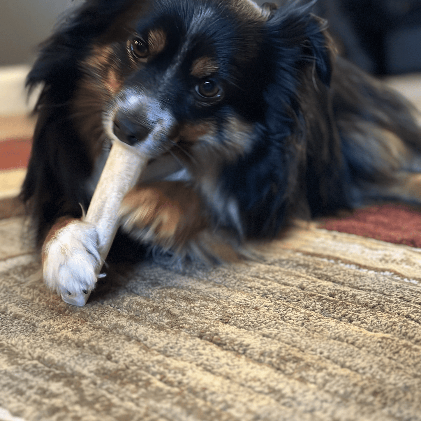 Elk Antler Dog Chews