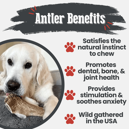 Elk Antler Dog Chews