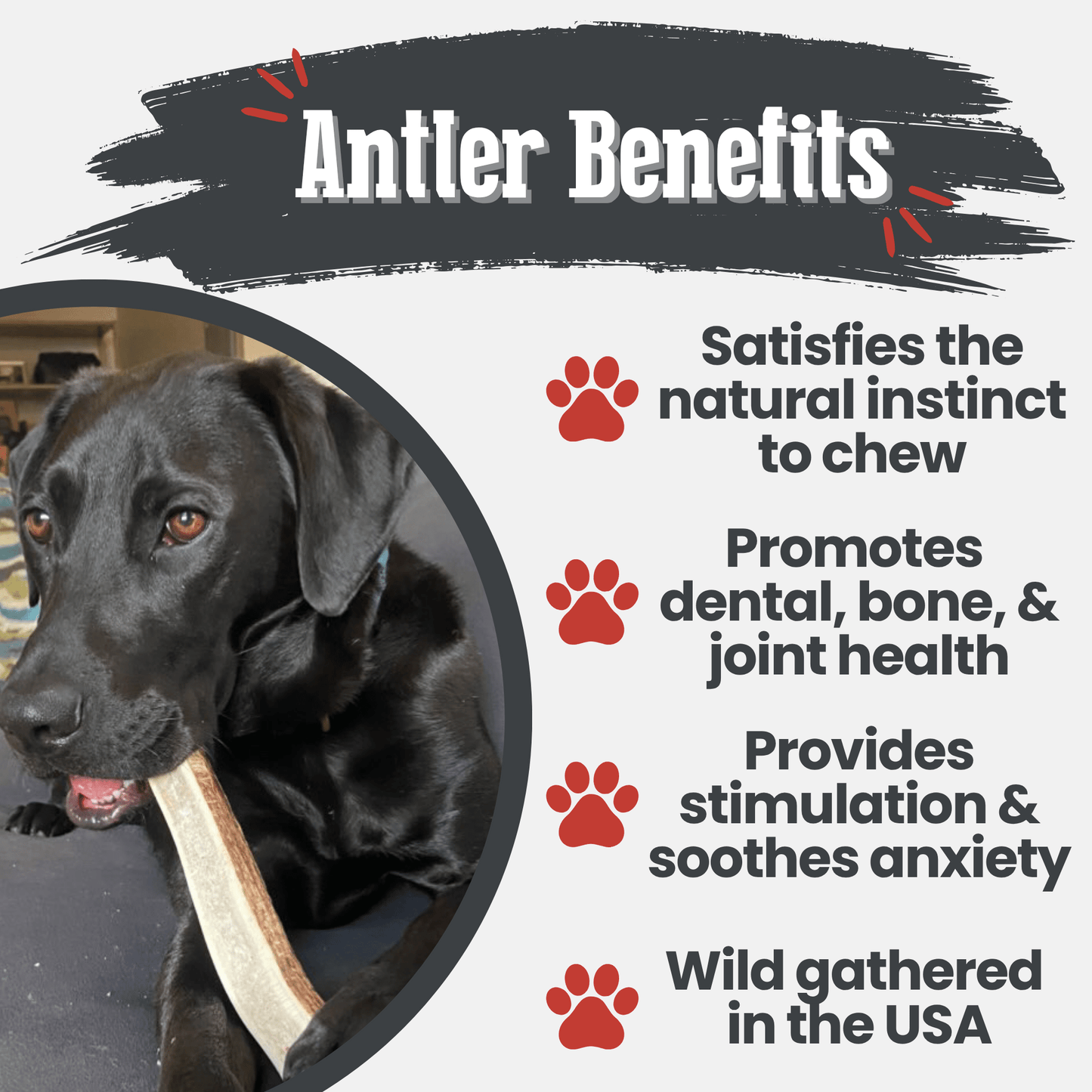 Elk Antler Dog Chews