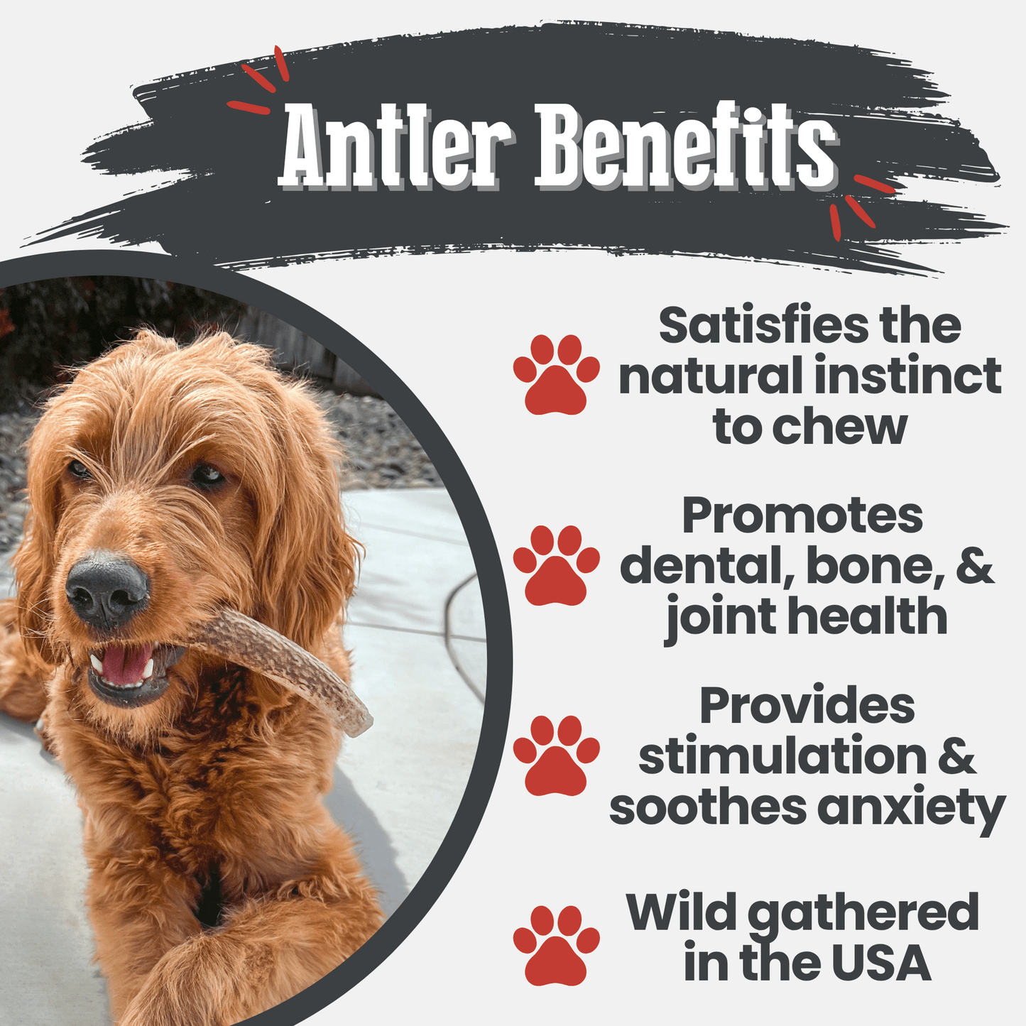 Elk Antler Dog Chews