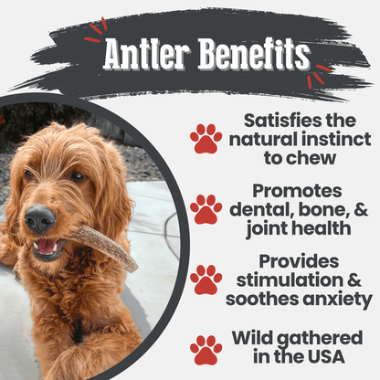 Elk Antler Dog Chews