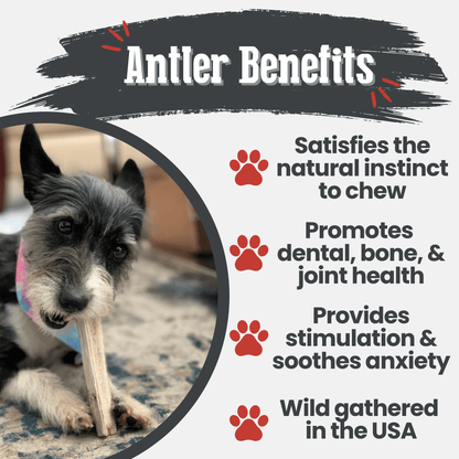 Elk Antler Dog Chews