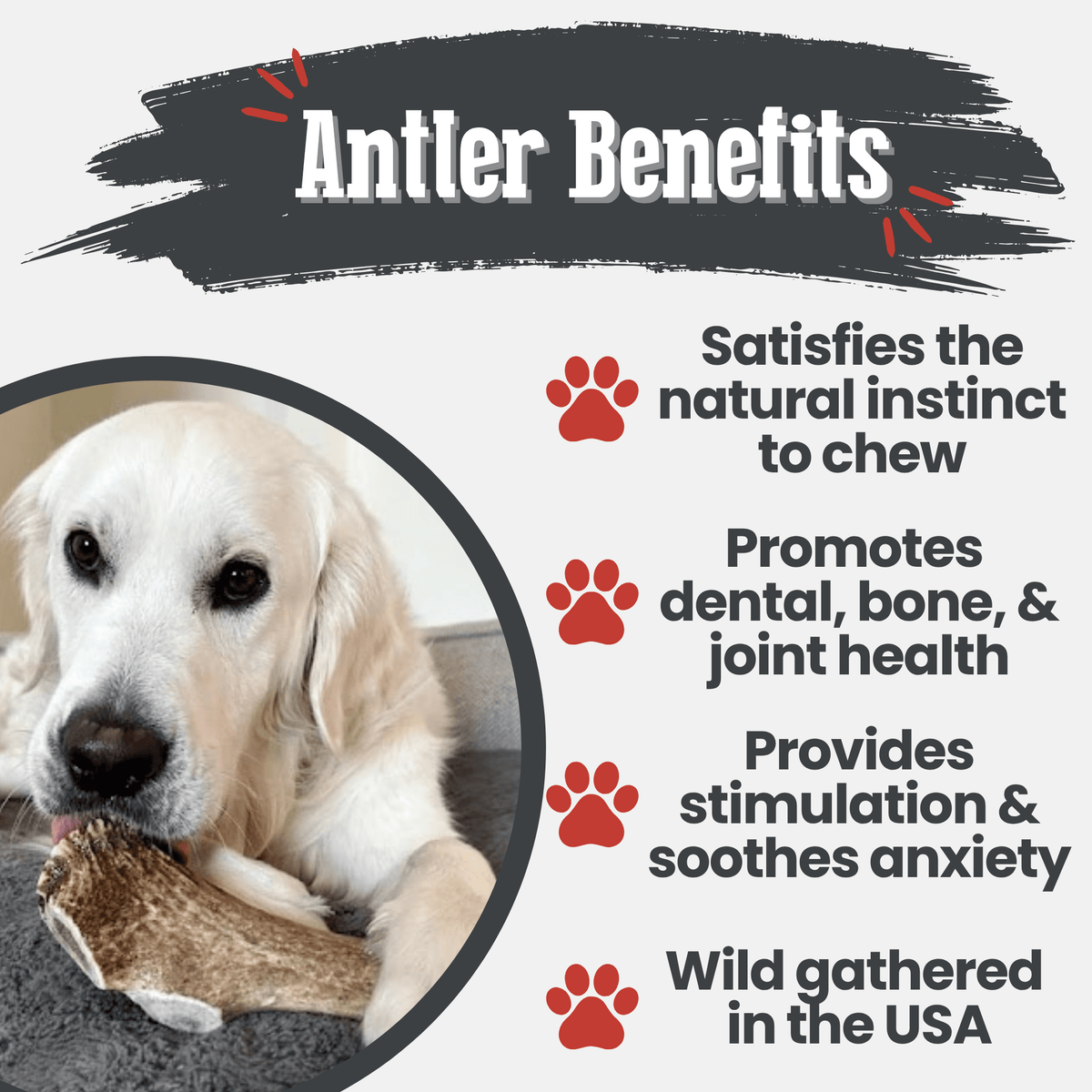 Elk Antler Dog Chews