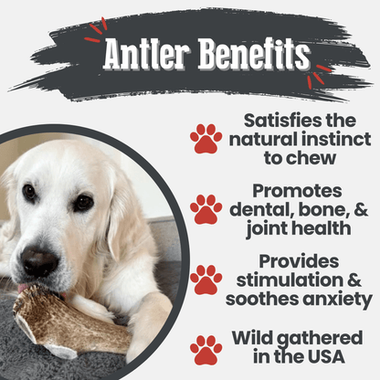 Elk Antler Dog Chews