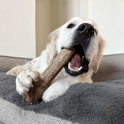 Elk Antler Dog Chews