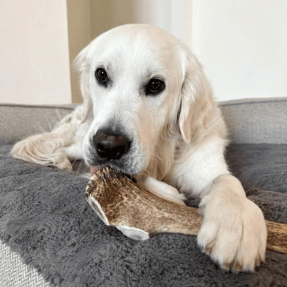Elk Antler Dog Chews