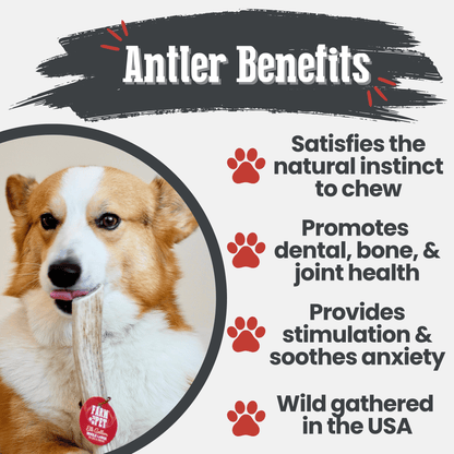 Elk Antler Dog Chews