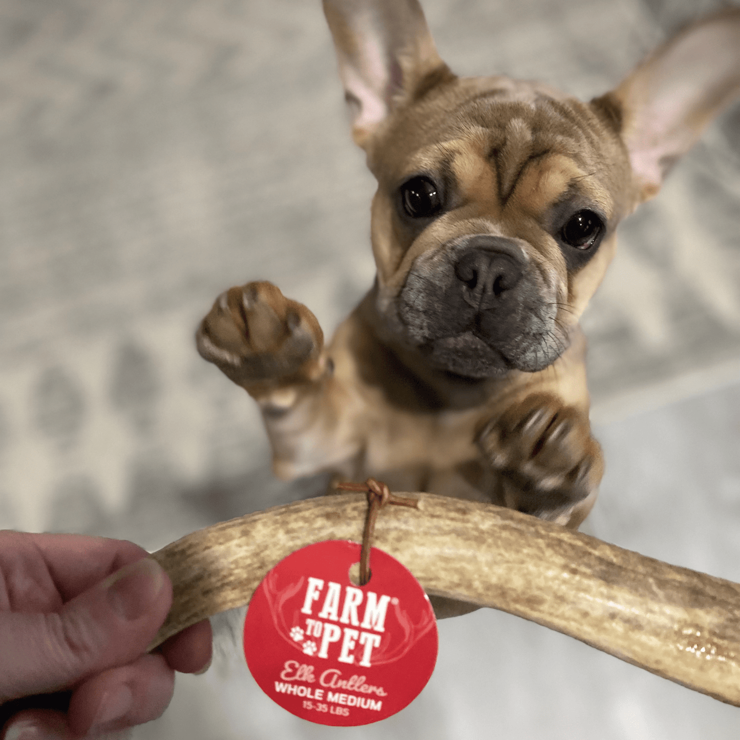 Elk Antler Dog Chews
