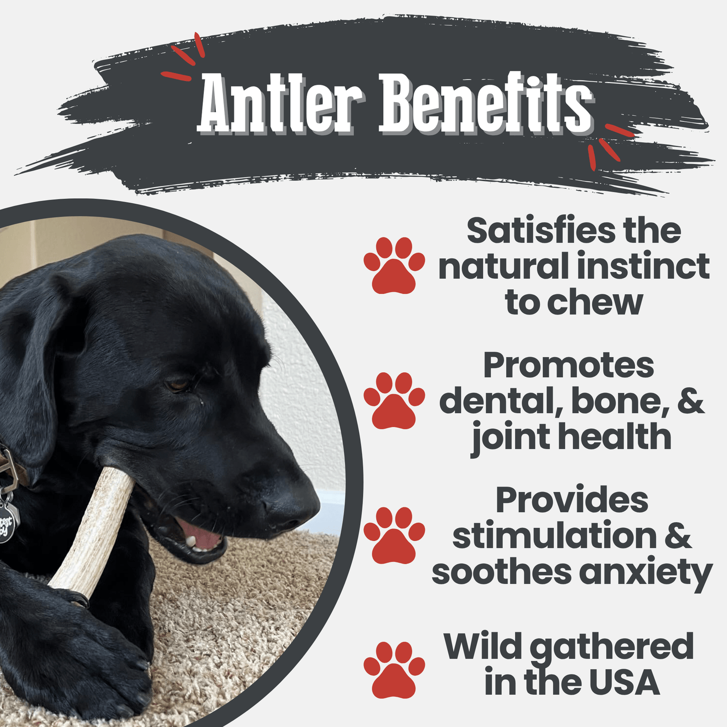Elk Antler Dog Chews
