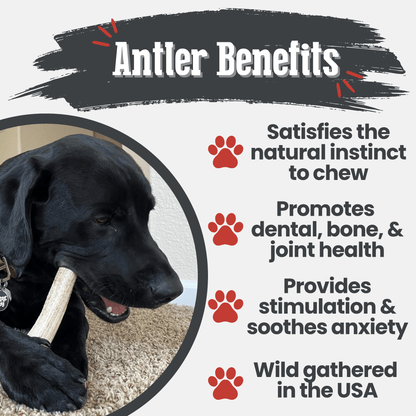 Elk Antler Dog Chews