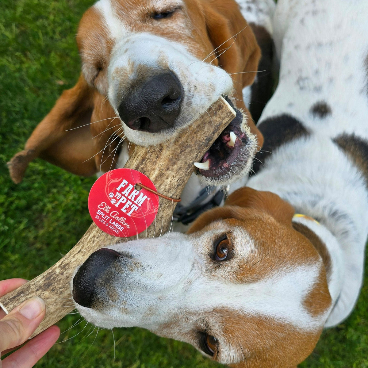 Elk Antler Dog Chews