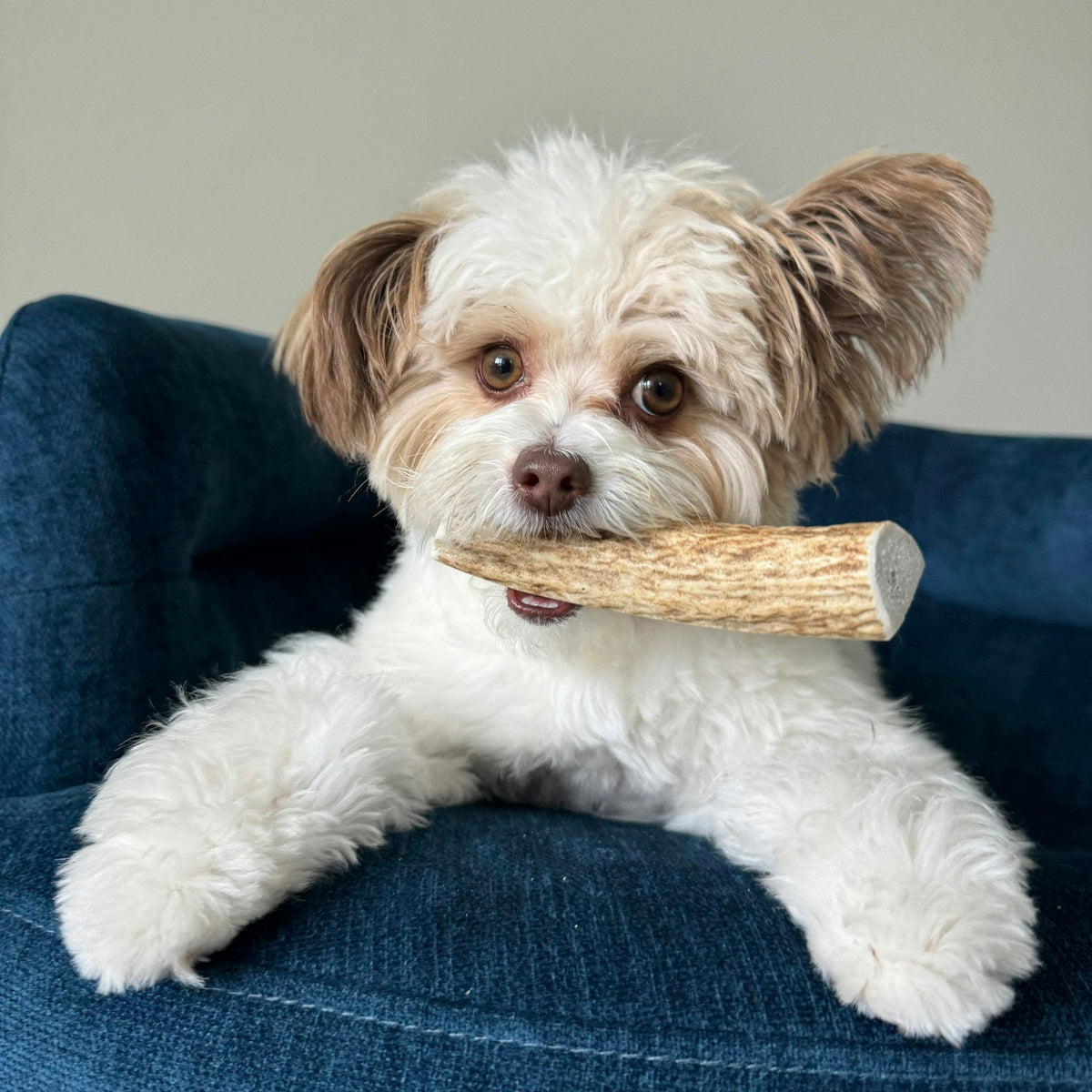 Elk Antler Dog Chews