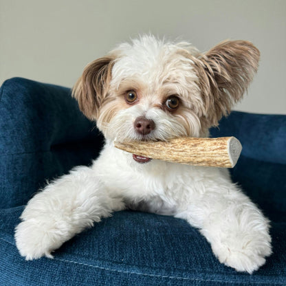 Elk Antler Dog Chews