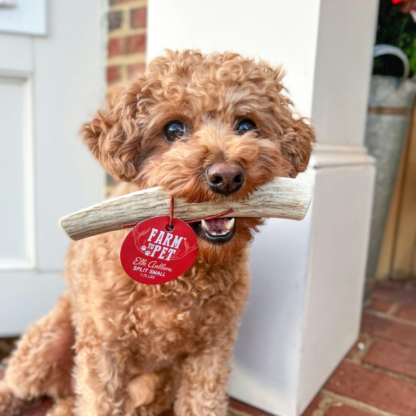 Elk Antler Dog Chews