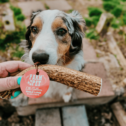 Elk Antler Dog Chews
