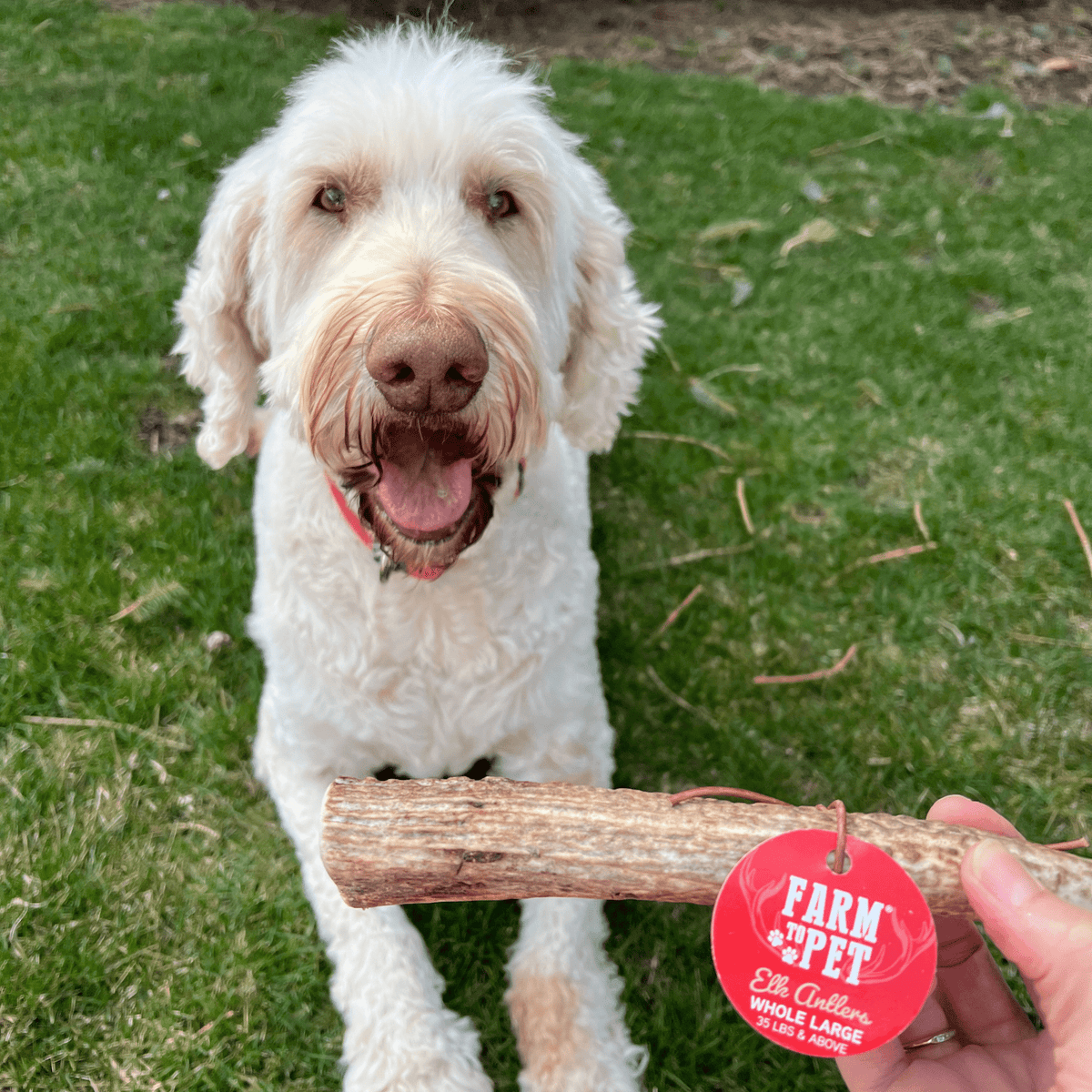 Elk Antler Dog Chews